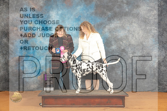 Dalmatian #25 Fri OHG1 Judge Debbie Mitchell_JP_9369_Glen Rose_2024_HR3
