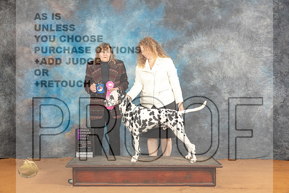 Dalmatian #25 Fri OHG1 Judge Debbie Mitchell_JP_9370_Glen Rose_2024_HR3