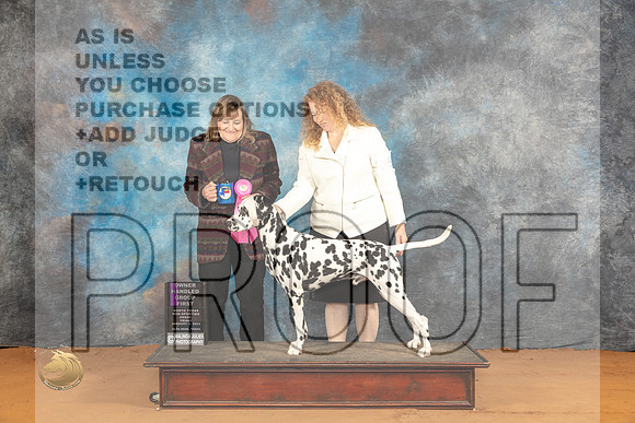 Dalmatian #25 Fri OHG1 Judge Debbie Mitchell_JP_9372_Glen Rose_2024_HR3