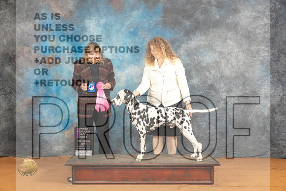 Dalmatian #25 Fri OHG1 Judge Debbie Mitchell_JP_9376_Glen Rose_2024_HR3