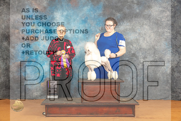 Poodle Miniature #12 Fri BOVM Judge Suzanne Dillin_JP_9286_Glen Rose_2024_HR3