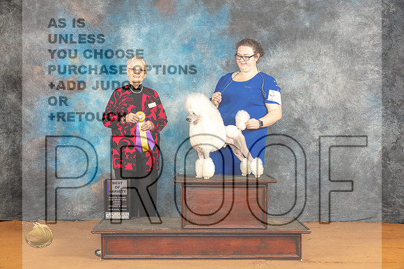 Poodle Miniature #12 Fri BOVM Judge Suzanne Dillin_JP_9287_Glen Rose_2024_HR3
