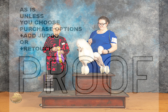 Poodle Miniature #12 Fri BOVM Judge Suzanne Dillin_JP_9289_Glen Rose_2024_HR3