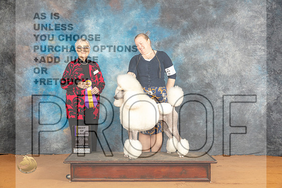 Poodle Std #26 Fri BOV Judge Suzanne Dillin_JP_9278_Glen Rose_2024_HR3