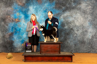 Shiba Inu #11 Fri BOSWD Judge Angela Pickett