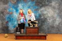 Tibetan Spaniel #6 Fri WBBOWM Judge Angela Pickett