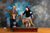 Weimaraner #? Fri SB Judge Harry Butch Schulman