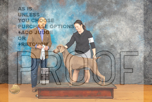 Weimaraner #? Fri SB Judge Harry Butch Schulman_JP_9207_Glen Rose_2024_HR3