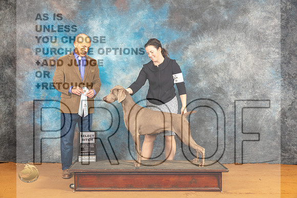 Weimaraner #? Fri SB Judge Harry Butch Schulman_JP_9208_Glen Rose_2024_HR3