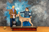 Weimaraner #17 Fri SD Judge Harry Butch Schulman