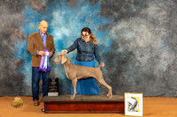 Weimaraner #18 Fri BOW Judge Harry Butch Schulman