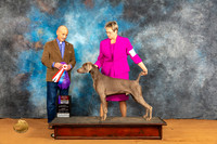 Weimaraner #5 Fri WBBOSM Judge Harry Butch Schulman