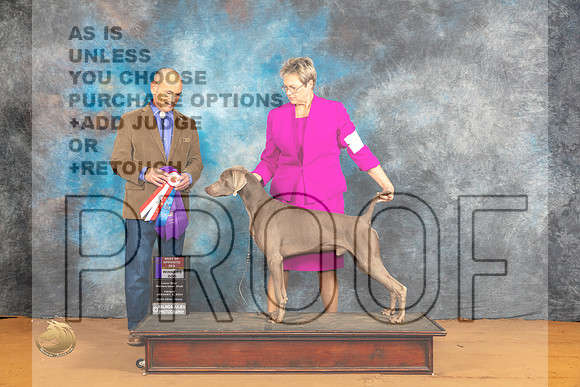 Weimaraner #5 Fri WBBOSM Judge Harry Butch Schulman_JP_9215_Glen Rose_2024_HR3