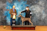 Weimaraner #J505 Fri BJr Judge Harry Butch Schulman