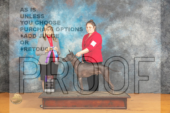 Xolo #5 FRi BOS Judge Angela Pickett_JP_9265_Glen Rose_2024_HR3