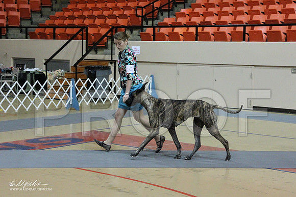 GreatDane-0475LR