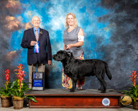 Labrador Retriever  #11 Sat WD BOW Judge Roger Hartinger