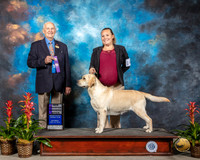 Labrador Retriever #14 Sat WB Judge Roger Hartinger