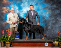 Rottweiler #7 Sat SB NPGCH Judge Edd Bivin