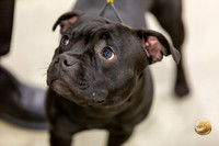 Staffy Bull  #6 Salvito Rings
