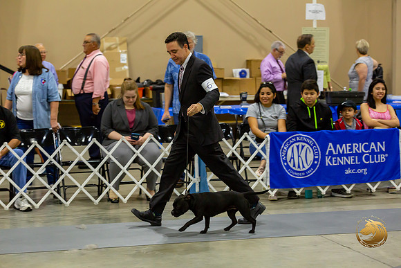 Pug #6 Salvito Rings_JJJ_8098-SA2019-HR3