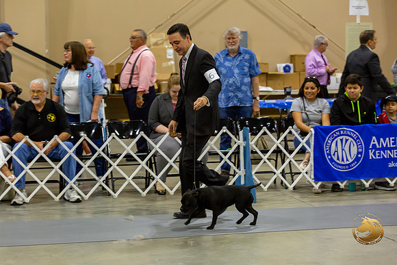 Pug #6 Salvito Rings_JJJ_8099-SA2019-HR3