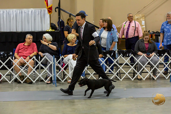 Pug #6 Salvito Rings_JJJ_8103-SA2019-HR3