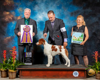 Brittany #21 Sat BOB Judge Robert Stein