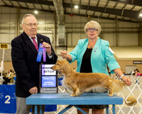 Dachshund Long #14 Sat WB Judge Dr Donald Gill