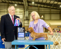 Dachshund Wire #12 Sat BOW NCh Judge Dr Donald Gill