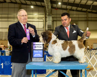 PBGV #6 Sat WB Judge Dr Donald Gill