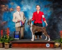 Boxer #16 Sat BOW Judge Edd Bivin