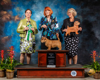 Norfolk Terrier #14 BISS Judge Claire Johnson