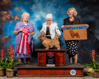 Norfolk Terrier #20 Sat BOS Spec Judge Mary Jane Carberry