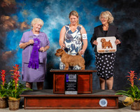 Norfolk Terrier #22 Sat WB MAJ Spec Judge Mary Jane Carberry