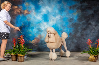 Poodle Standard #38 Sat CUSTOM