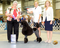 Poodle Standard #40 Sat WB NCh  Judge Joy Brewster