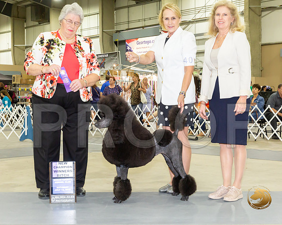 Poodle Standard #40 Sat WB NCh  Judge Joy Brewster_JJJ_8364-SA2019-HR3