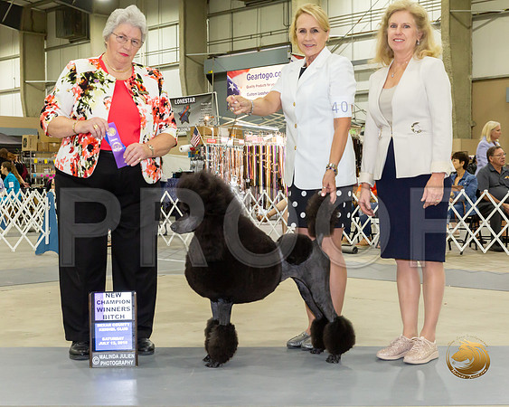 Poodle Standard #40 Sat WB NCh  Judge Joy Brewster_JJJ_8365-SA2019-HR3