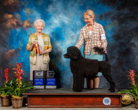 Portuguese Water Dog #6 Sat BOB Judge Paula Hartinger