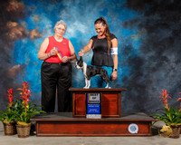 Boston Terrier #6 Sat BOB Judge Joy Brewster
