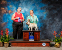 French Bulldog #6 Sat BOW Judge Joy Brewster