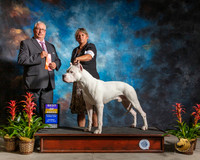 Dogo #5 Sat BOB Judge John Booth