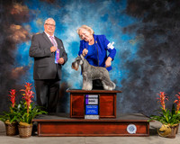 Miniature Schnauzer #17 Sat WD Judge John Booth