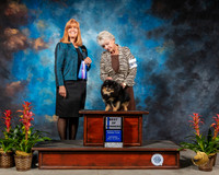 Pomeranian #21 Sat BOW Judge Susan St JohnBrown