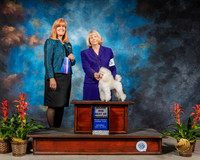Poodle Toy #17 Sat BOW Judge Susan St JohnBrown