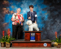 Bichon Frise #5 Sat BOW BOB Judge Joy Brewster