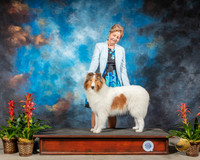 Collie Rough #8 Thurs BOS WB Judge Roger RESHOOT