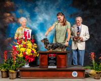 Dachshund Longhaired #6 Sat BOS Judge Paula Hartinger