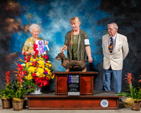 Dachshund Wirehaired #6 Sat NC WB Judge Paula Hartinger